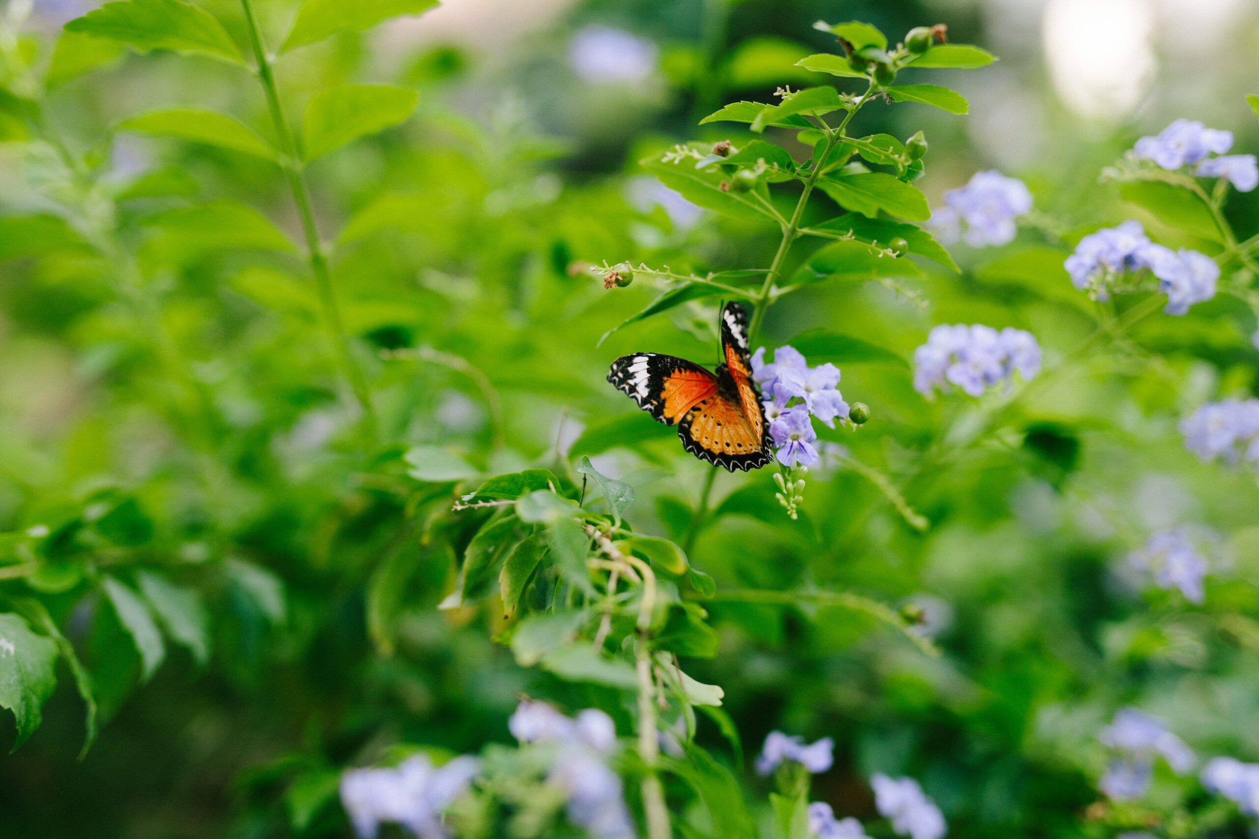 A butterfly at the Butterfly Pavilion wedding. 