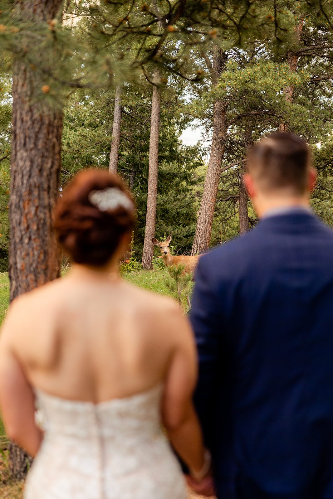 The bride and groom meeting a deer in the wilderness after  their Boulder elopement with videography.
