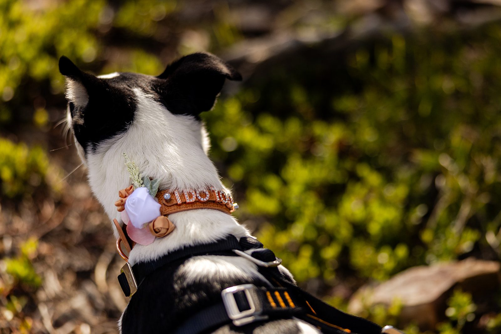 "I do" dog collar at Colorado elopement. 